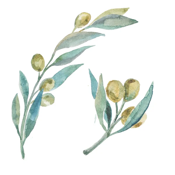 Ακουαρέλα πράσινες ελιές. Κλαδιά ελιάς. — Φωτογραφία Αρχείου