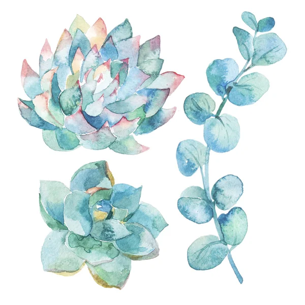 Suluboya okaliptüs yaprakları ve succulents.