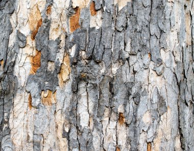 Ağaç kabuğu 2 şeritli