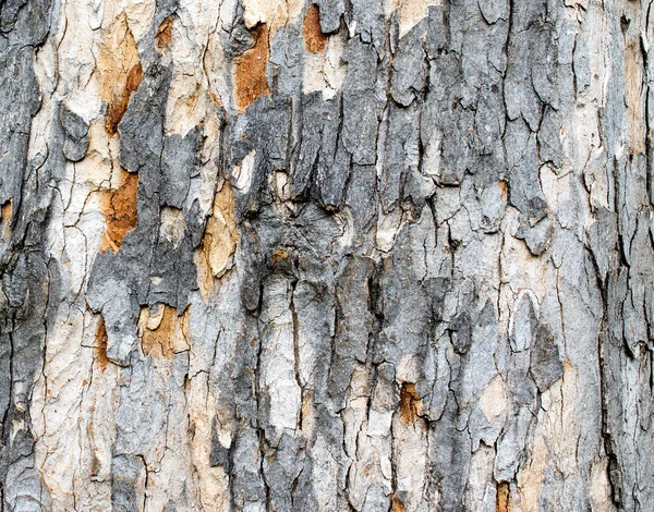 Ağaç kabuğu 2 şeritli