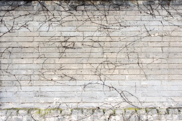 Muro di mattoni grigi per sfondo 1 — Foto Stock