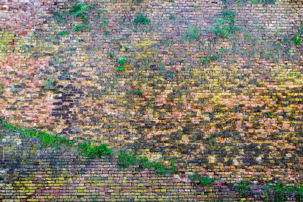 Красно-оранжевая кирпичная стена заросла травой 2 — стоковое фото
