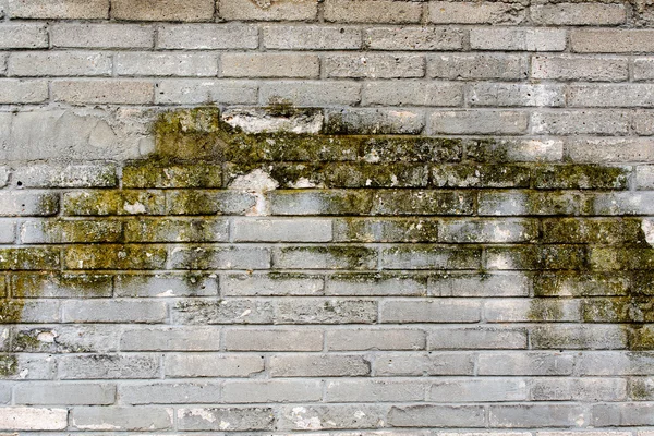 Muschioso muro di mattoni grigio per lo sfondo 7 — Foto Stock