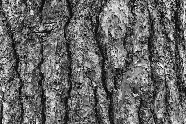 Tree bark 6 — Stock Photo, Image