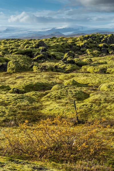 Grindavik lávového pole na Islandu, které pokrývají zelené Moss s žlutým rostlin popředí a sníh hora pozadí v sezóně podzim — Stock fotografie