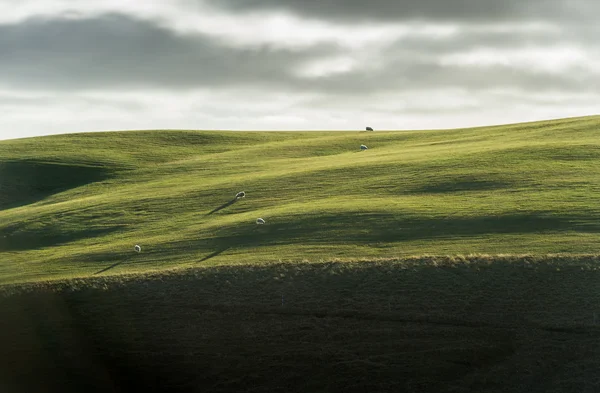 Зеленое поле кривой с толпой овец, когда касаются света в облачный день — стоковое фото