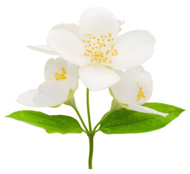 Beyaz arka planda izole edilmiş yasemin çiçekleri. Dosya kırpma yolları içeriyor.