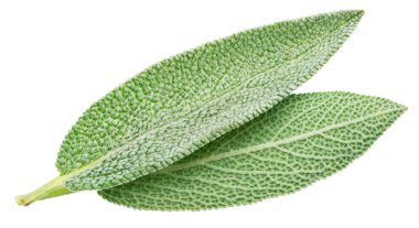 Beyaz arka planda iki yeşil adaçayı yaprağı. Dosya kırpma yolları içeriyor.