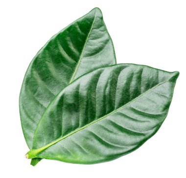 Beyaz arka planda yeşil kahve yaprakları. Kahve içmenin doğal konsepti. Dosya kırpma yolu içeriyor.