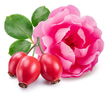 Beyaz arka planda ince pembe gül ve gül kalçalar. Dosya kırpma yolu içeriyor.