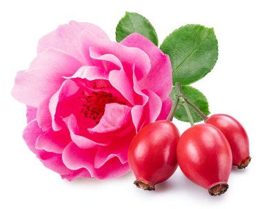 Beyaz arka planda ince pembe gül ve gül kalçalar. Dosya kırpma yolu içeriyor.