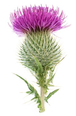 Süt devedikeni ya da St. Mary devedikeni çiçeği beyaz arka planda izole edilmiş..