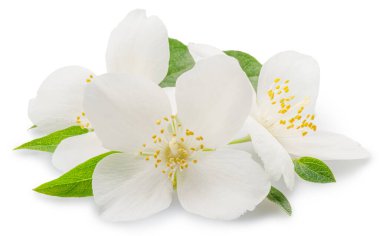 Beyaz arka planda izole edilmiş yasemin çiçekleri. Dosya kırpma yolları içeriyor.