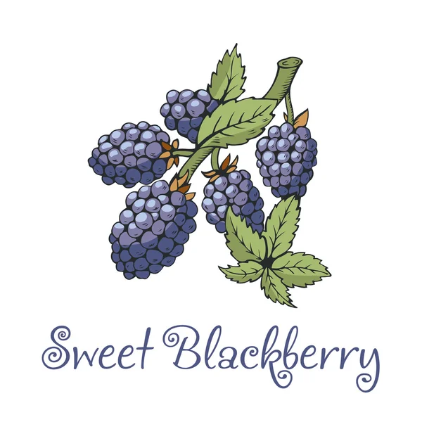 Blackberry наклейка с веткой и листьями — стоковый вектор
