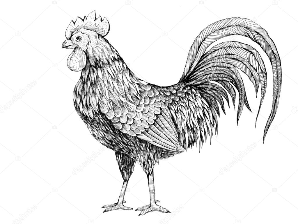 profile of cock