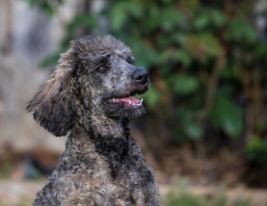 Standart kaniş köpek yavrusu