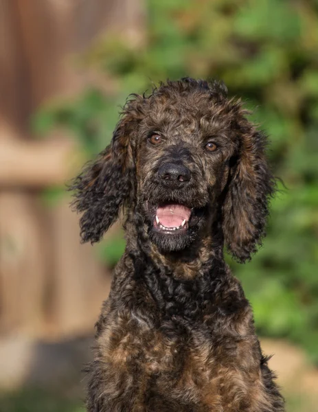 Cachorro caniche estándar —  Fotos de Stock