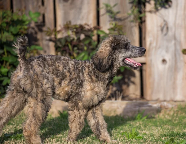 Standard Poodle Puppy — Stock Photo, Image