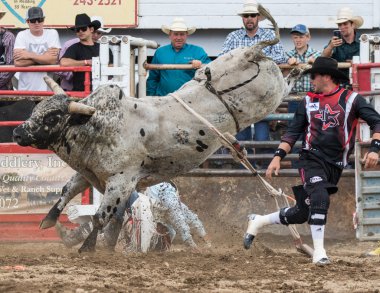 Rodeo Kuzey Kaliforniya'da