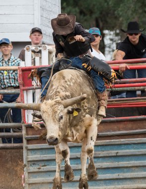 Rodeo Kuzey Kaliforniya'da