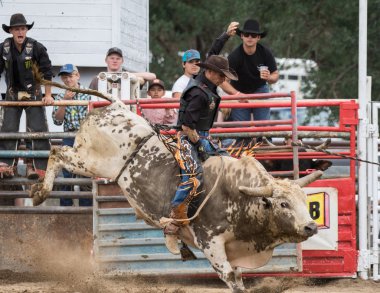 Rodeo Kuzey Kaliforniya'da