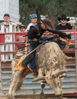 Rodeo Kuzey Kaliforniya'da