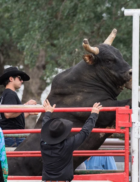 Rodeo w mieście Cottowood — Zdjęcie stockowe