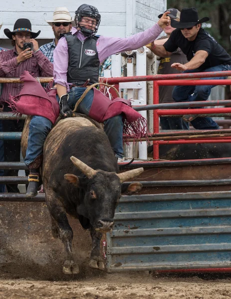 Rodeo aus Baumwolle — Stockfoto