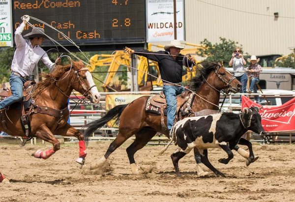 Zespół Roping Cowboys — Zdjęcie stockowe