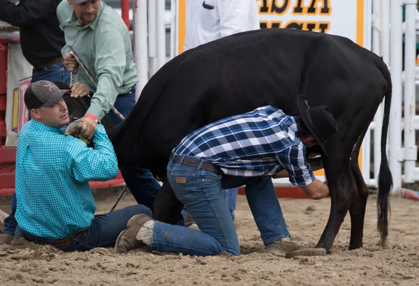 Steer Milking Contest — Stock Photo, Image