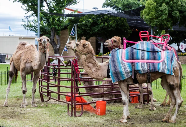 Cualquiera para un paseo en camello — Foto de Stock