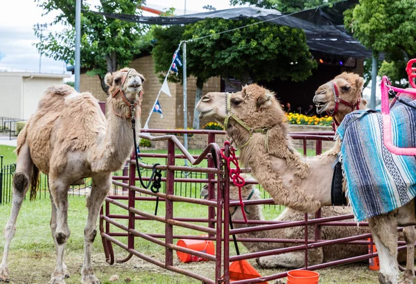 Cualquiera para un paseo en camello — Foto de Stock