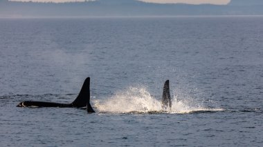 katil balina Orca balinaları