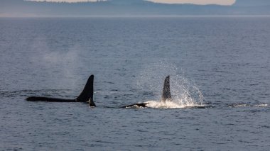 katil balina Orca balinaları