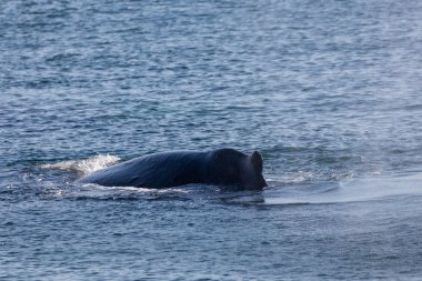 Alaskan kambur balinalar