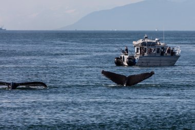 Alaskan kambur balinalar