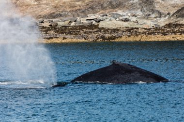 Alaskan kambur balinalar