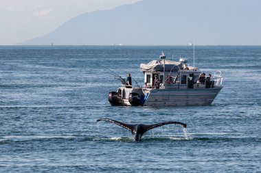 Alaskan kambur balinalar