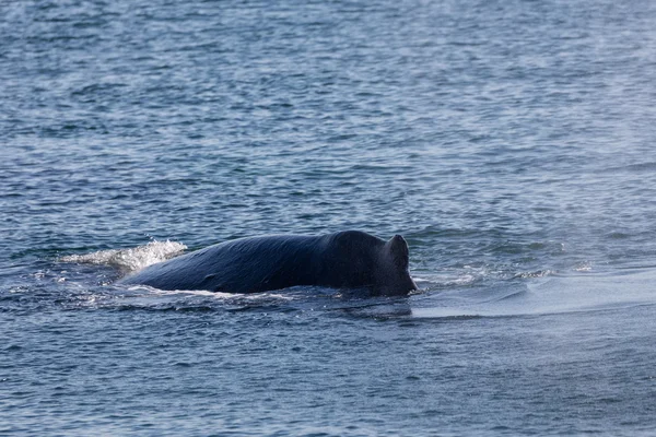 Alaskan kambur balinalar