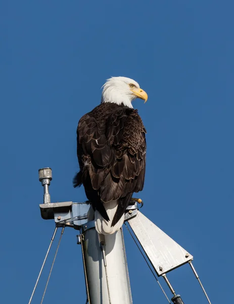 Amerikanska skallig örn — Stockfoto