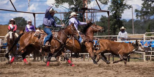 Team Roping al Rodeo — Foto Stock