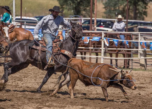 Rodeo vaquero consigue un volante —  Fotos de Stock