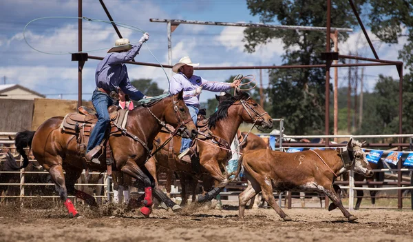 Csapat Roping: A Rodeo — Stock Fotó