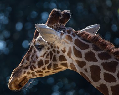 zürafa portre tatlı