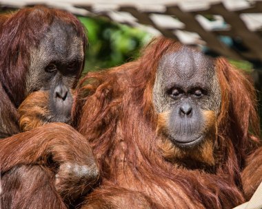 Orangutan arkadaşlarıyla dışarı asılı
