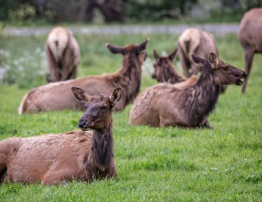 Büyük geyik sürüsü