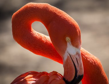 Esnek ve renkli Flamingo