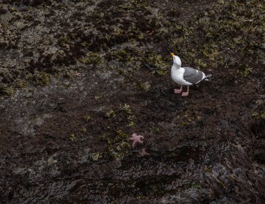Seabird ve deniz yıldızı