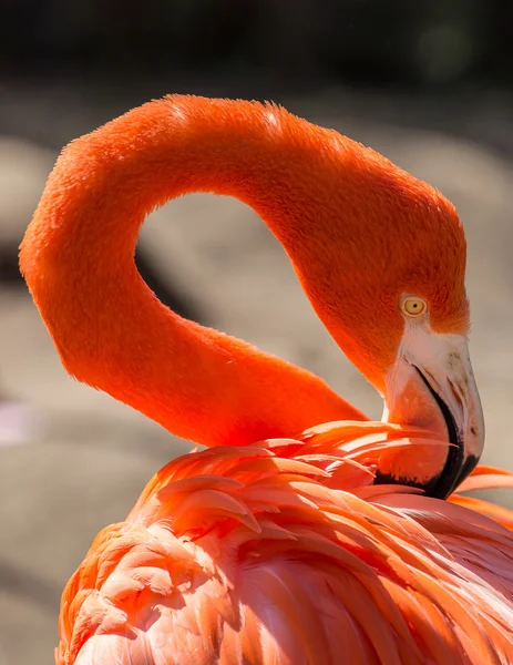 Flexible  and Colorful Flamingo — Stock Photo, Image