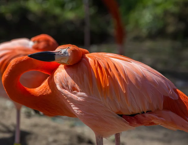 Roze flamingo staande — Stockfoto